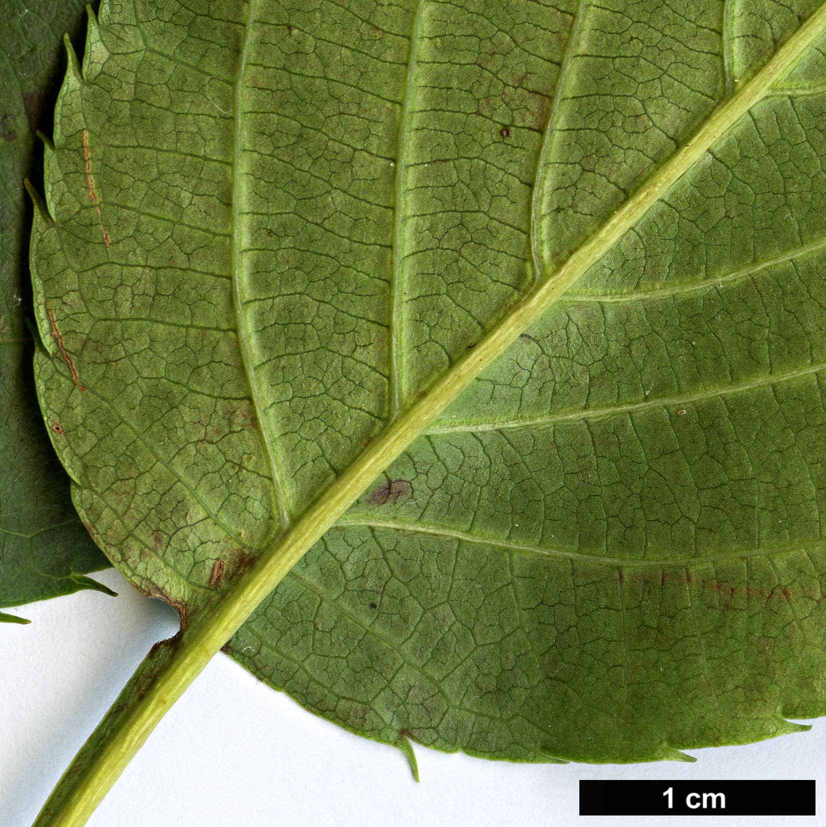 High resolution image: Family: Rosaceae - Genus: Sorbus - Taxon: subulata